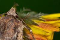 Euxoa obelisca obelisca