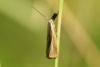 Agriphila straminella