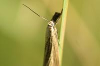 Agriphila straminella