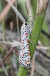 Utetheisa pulchella