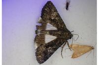 Aedia leucomelas