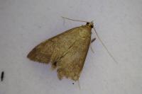 Anania terrealis