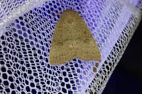 Hoplodrina ambigua