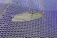 Coscinia cribraria cribraria