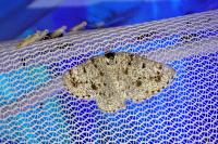 Dyscia fagaria albidaria