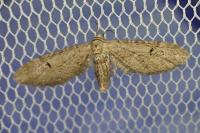 Eupithecia innotata