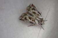 Agrotis vestigialis