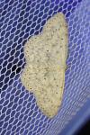 Scopula marginepunctata