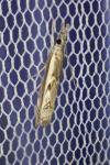 Platytes alpinella