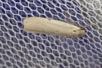 Pelosia muscerda