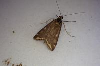 Loxostege sticticalis