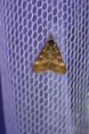 Pyrausta despicata