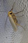Eilema caniola