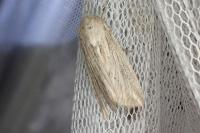 Mythimna riparia