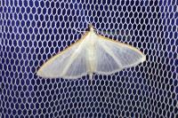Palpita vitrealis
