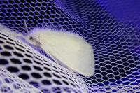 Sphrageidus similis