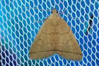 Herminia tarsipennalis