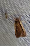 Ochropleura leucogaster