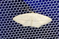 Scopula emutaria