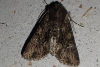 Mniotype solieri