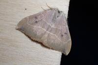 Watsonalla binaria