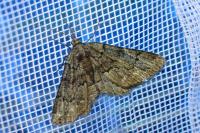 Peribatodes ilicaria ilicaria