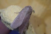 Mythimna sicula