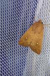 Mythimna albipuncta