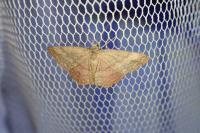 Scopula rubiginata