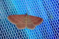 Scopula rubiginata
