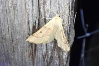 Crocallis elinguaria