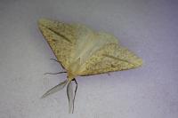 Aspitates gilvaria