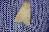 Mythimna vitellina