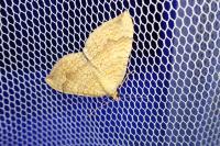 Camptogramma bilineata