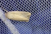 Mythimna riparia