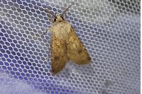 Agrotis segetum
