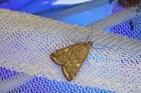 Loxostege sticticalis