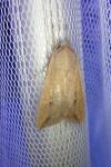 Mythimna unipuncta