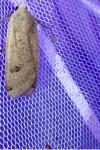 Noctua pronuba