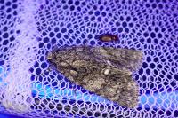 Acronicta rumicis