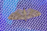 Gymnoscelis rufifasciata
