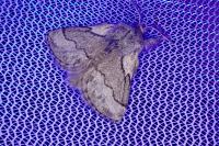 Trichiura crataegi