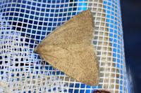 Pachycnemia tibiaria tibiaria