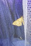 Chiasmia clathrata