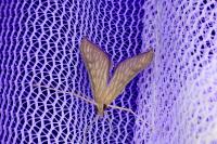 Antigastra catalaunalis