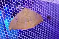 Watsonalla uncinula
