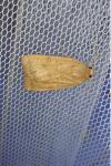 Noctua interjecta
