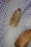 Pachycnemia hippocastanaria hippocastanaria