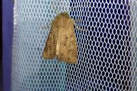 Luperina testacea