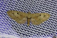Eupithecia pusillata